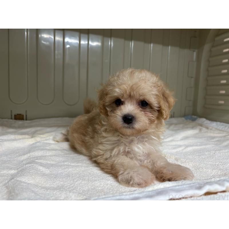 販売中の岐阜県のマルプー:マルチーズ×トイプードル-426835の4枚目