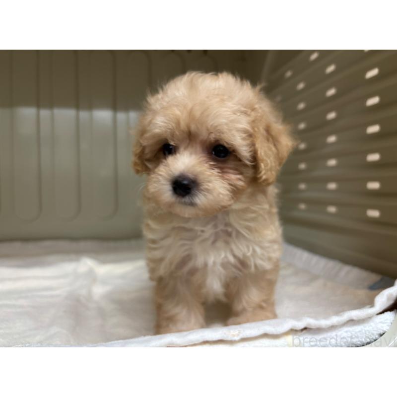 販売中の岐阜県のマルプー:マルチーズ×トイプードル-426835の2枚目