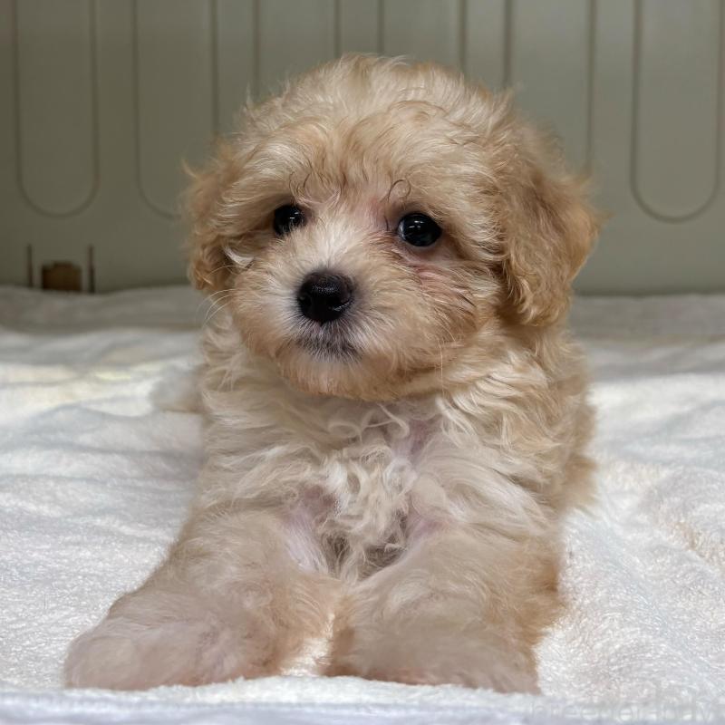 販売中の岐阜県のマルプー:マルチーズ×トイプードル-426835の1枚目