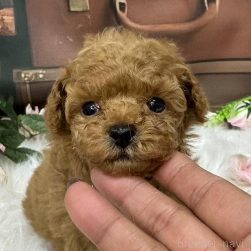 販売中の広島県のタイニープードル-423164