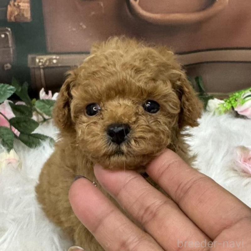 販売中の広島県のタイニープードル-423164の9枚目