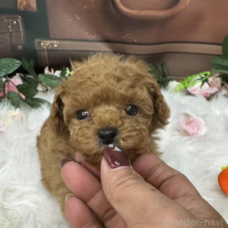 販売中の広島県のタイニープードル-423164の8枚目