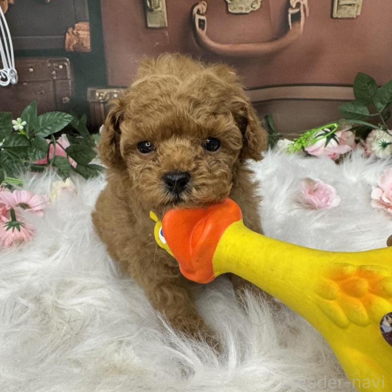 販売中の広島県のタイニープードル-423164の7枚目