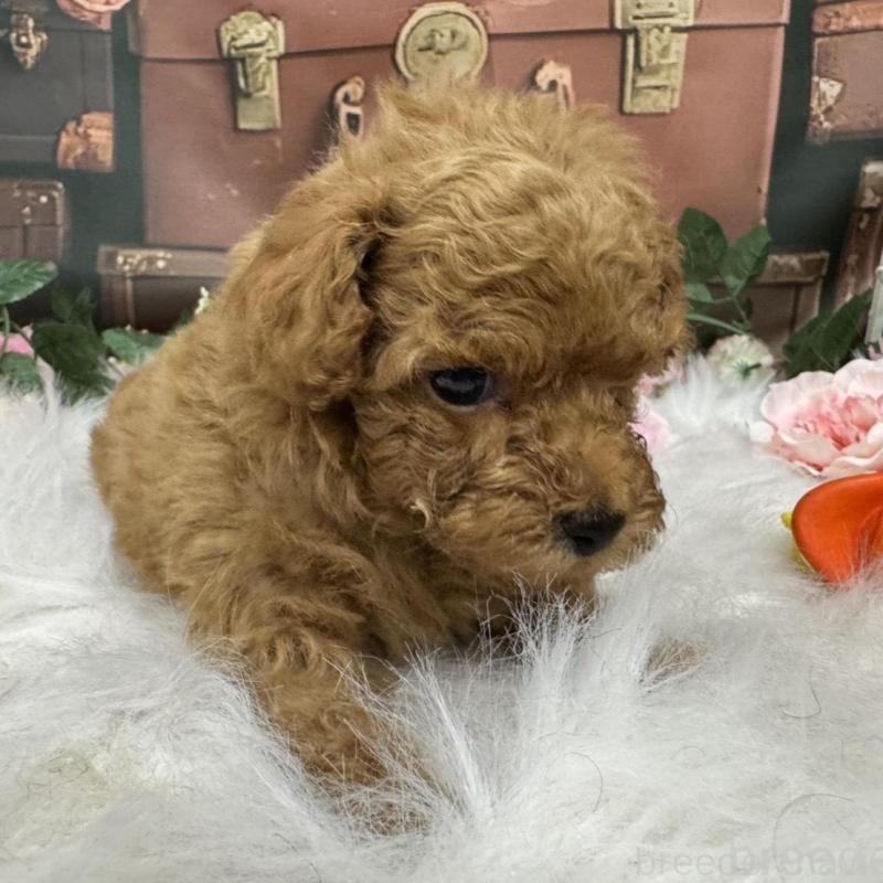 販売中の広島県のタイニープードル-423164の6枚目