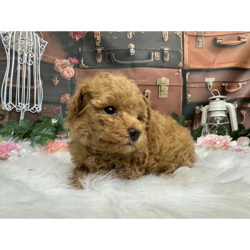 販売中の広島県のタイニープードル-424396の5枚目