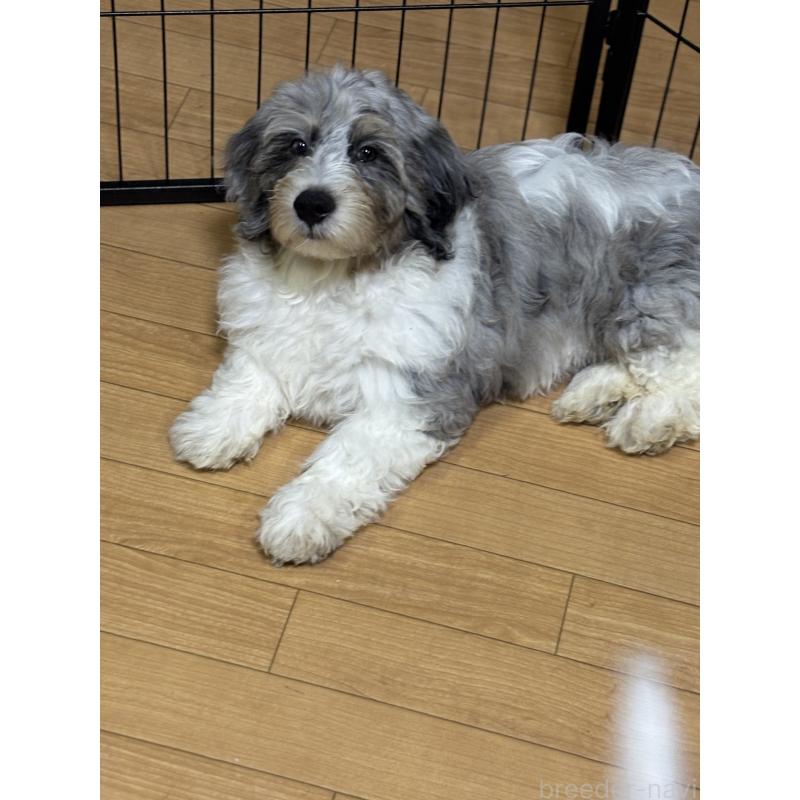 商談中の熊本県のミックス犬-426839の4枚目