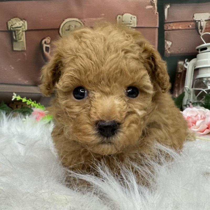 販売中の広島県のタイニープードル-424396