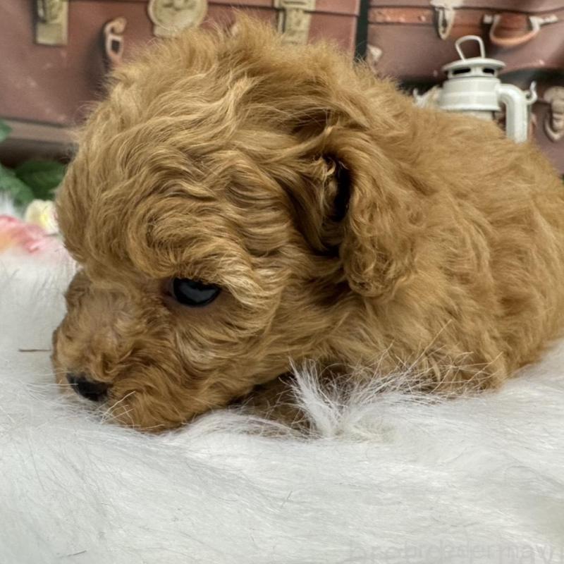 販売中の広島県のタイニープードル-424396の4枚目