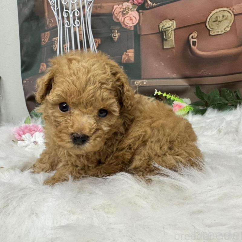 販売中の広島県のタイニープードル-424396の3枚目