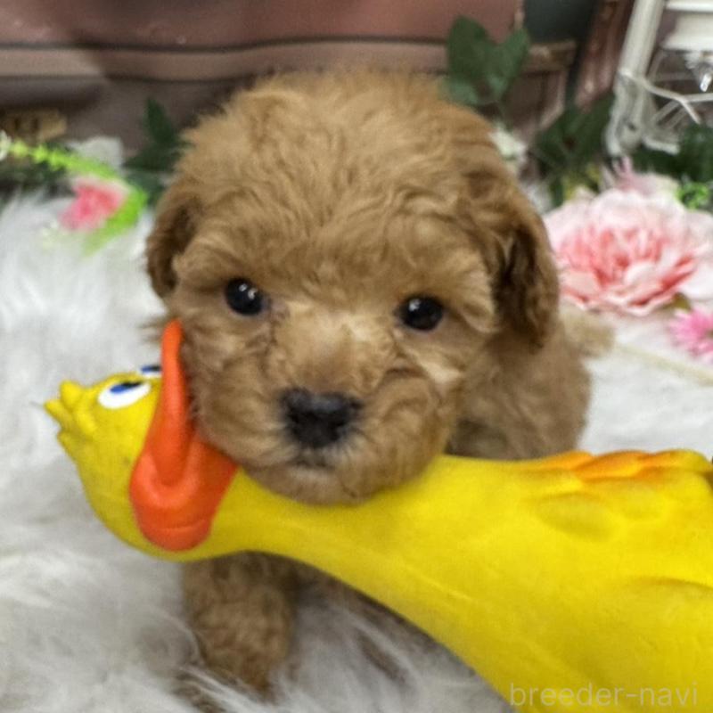 販売中の広島県のタイニープードル-424396の2枚目