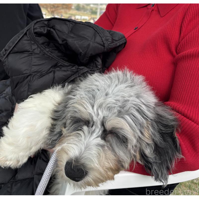 商談中の熊本県のミックス犬-426839の2枚目