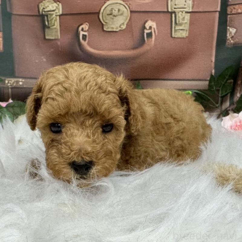 販売中の広島県のタイニープードル-424405