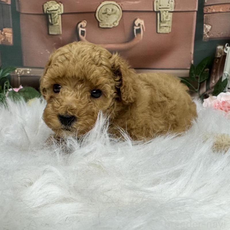 販売中の広島県のタイニープードル-424405の5枚目