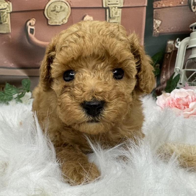 販売中の広島県のタイニープードル-424405の4枚目