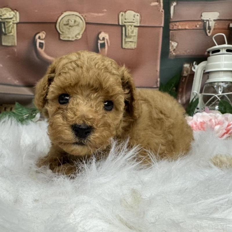 販売中の広島県のタイニープードル-424405の2枚目