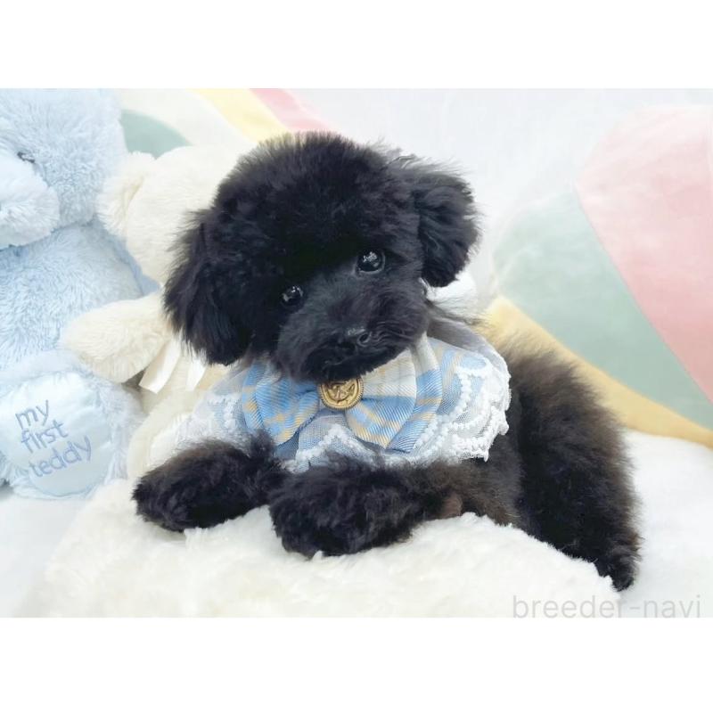 販売中の大阪府のティーカッププードル-410558の3枚目