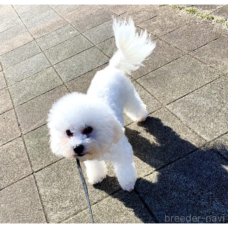 マリーちゃん1枚目