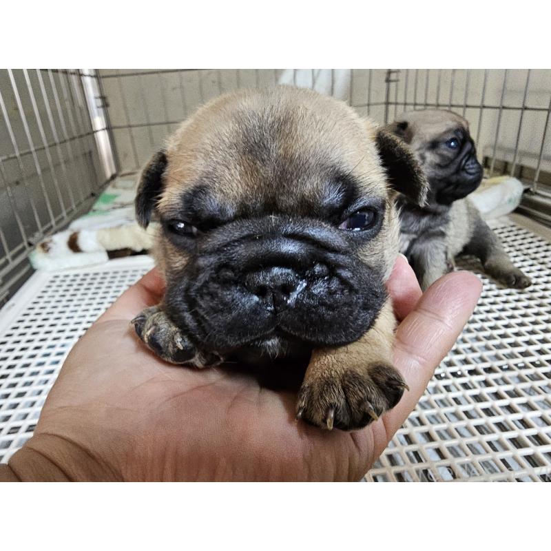 販売中の愛知県のフレンチブルドッグ-426845の6枚目