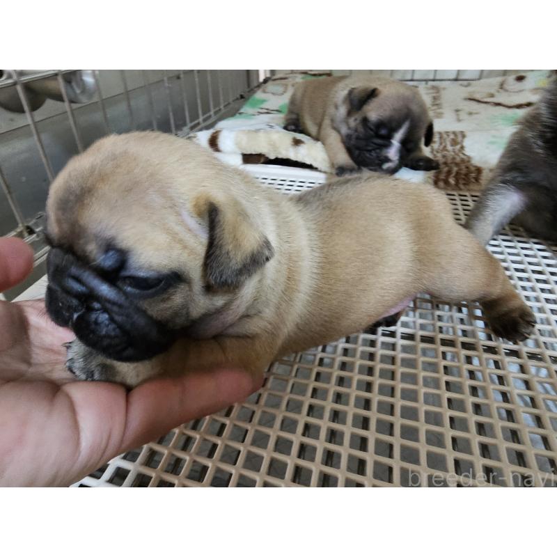 販売中の愛知県のフレンチブルドッグ-426845の5枚目