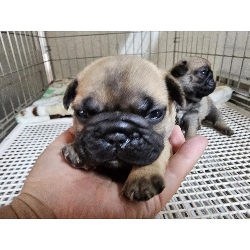 販売中の愛知県のフレンチブルドッグ-426845の4枚目