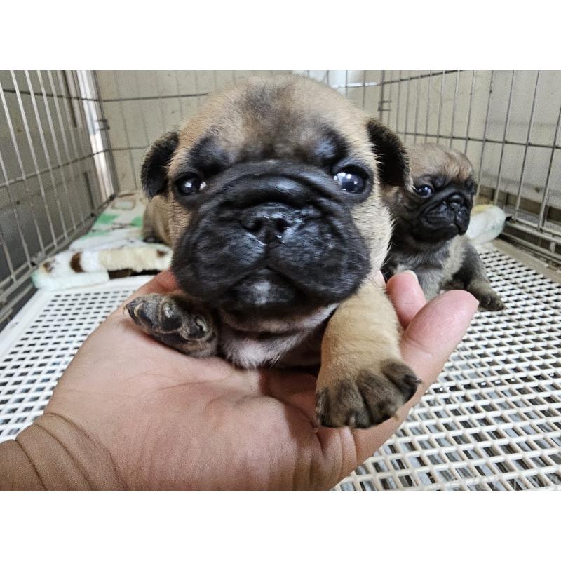 販売中の愛知県のフレンチブルドッグ-426845の3枚目