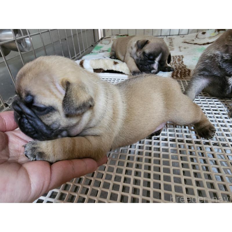 販売中の愛知県のフレンチブルドッグ-426845の2枚目