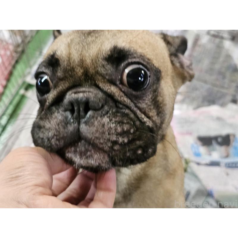 ルコちゃん1枚目