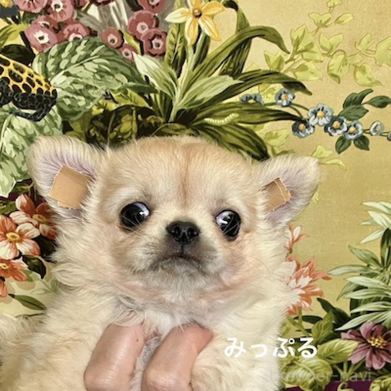 販売中の群馬県のチワワ(ロングコート)-426847の6枚目