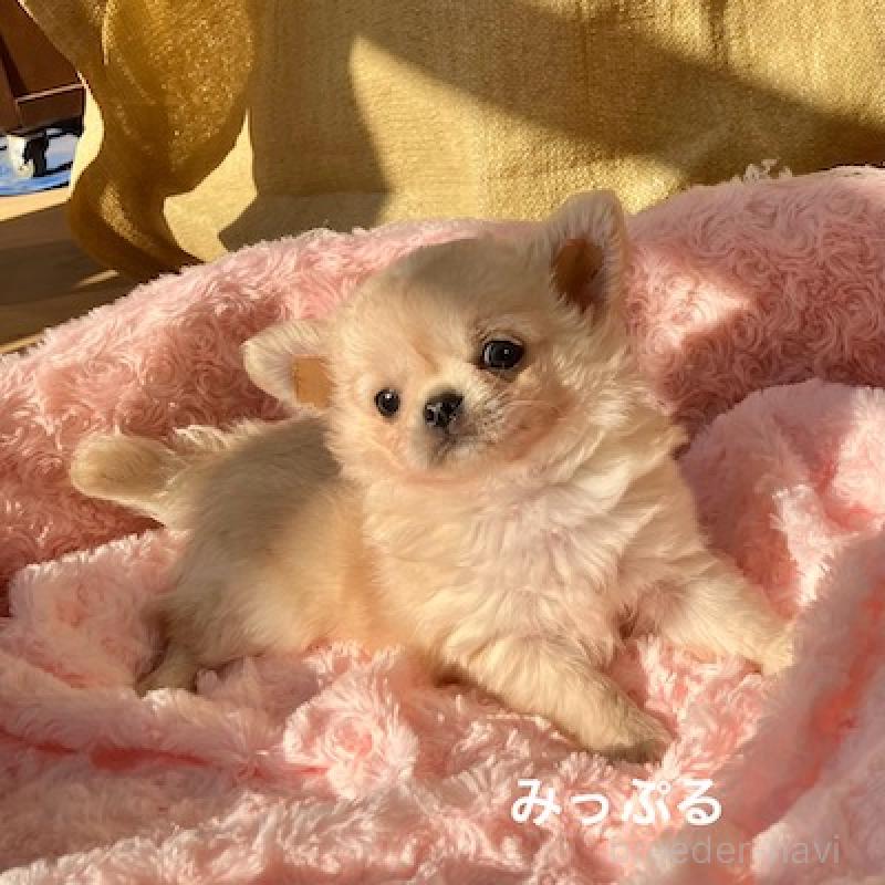 販売中の群馬県のチワワ(ロングコート)-426847の1枚目