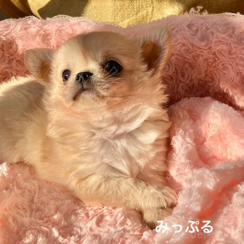 販売中の群馬県のチワワ(ロングコート)-426847の5枚目