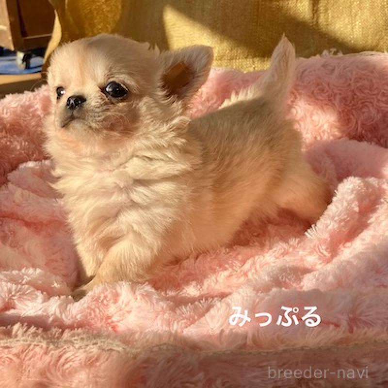 販売中の群馬県のチワワ(ロングコート)-426847の4枚目