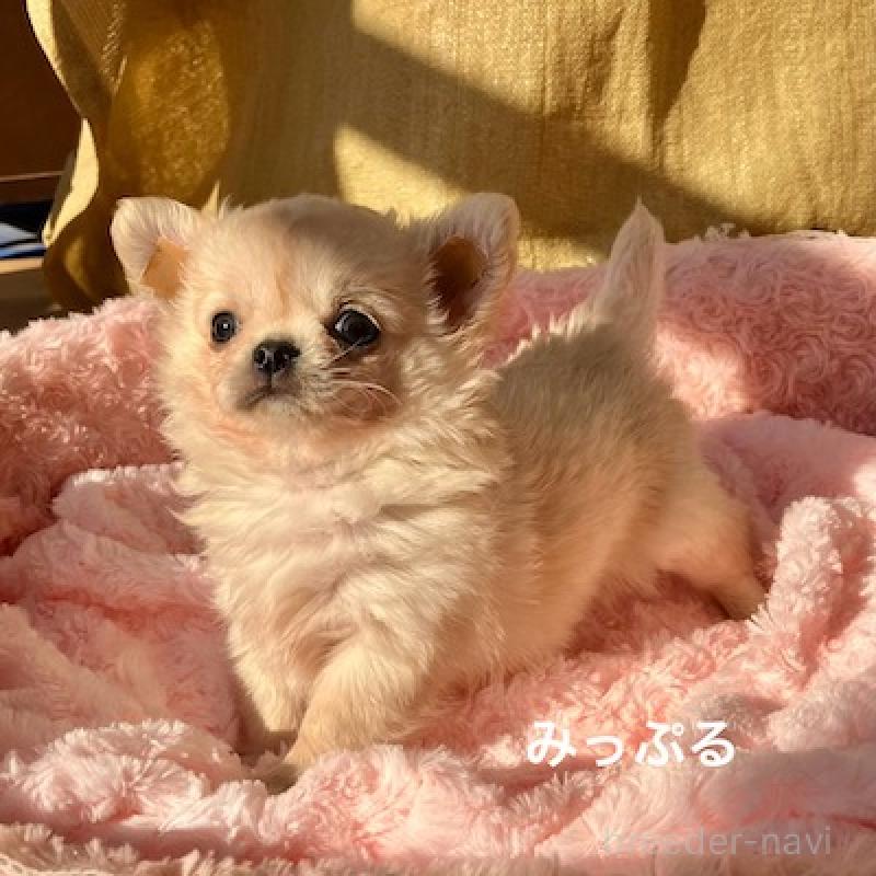 販売中の群馬県のチワワ(ロングコート)-426847の2枚目