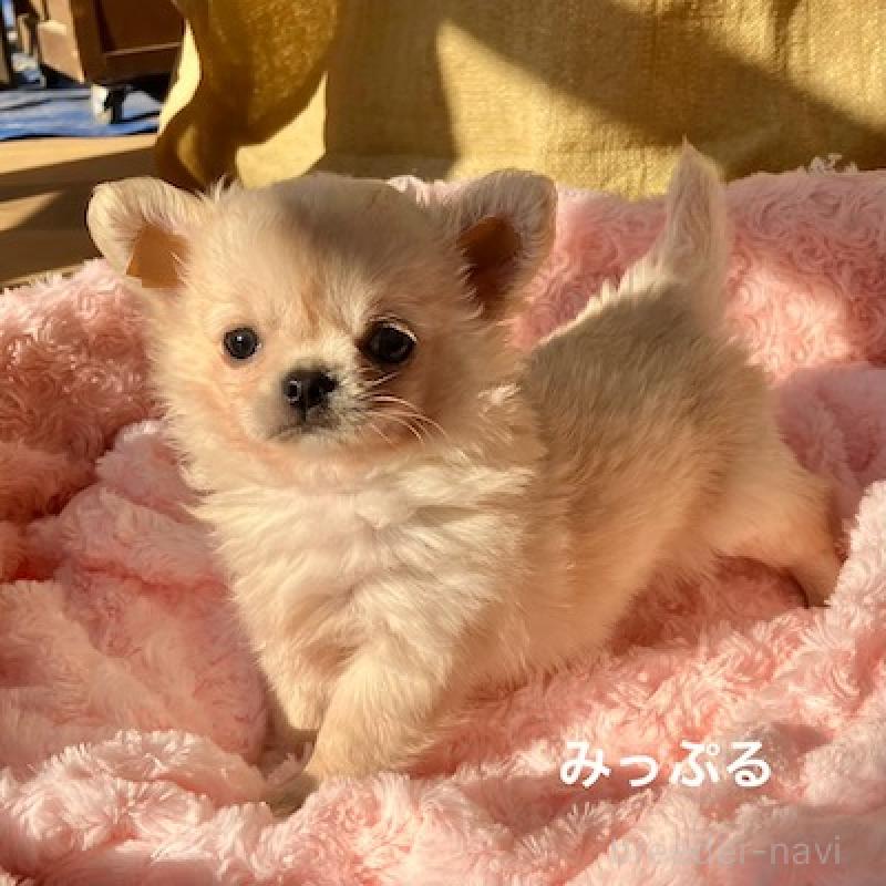 販売中の群馬県のチワワ(ロングコート)-426847の3枚目