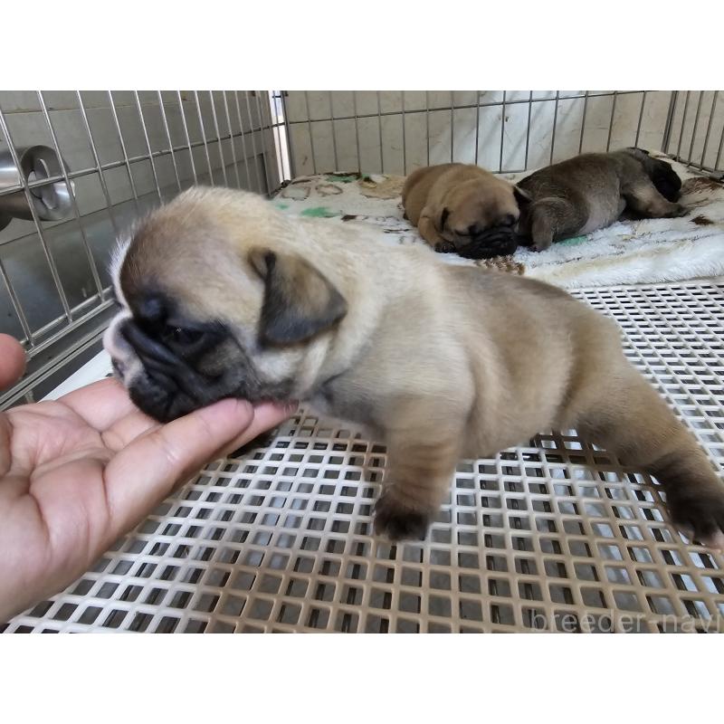 成約済の愛知県のフレンチブルドッグ-426846の14枚目