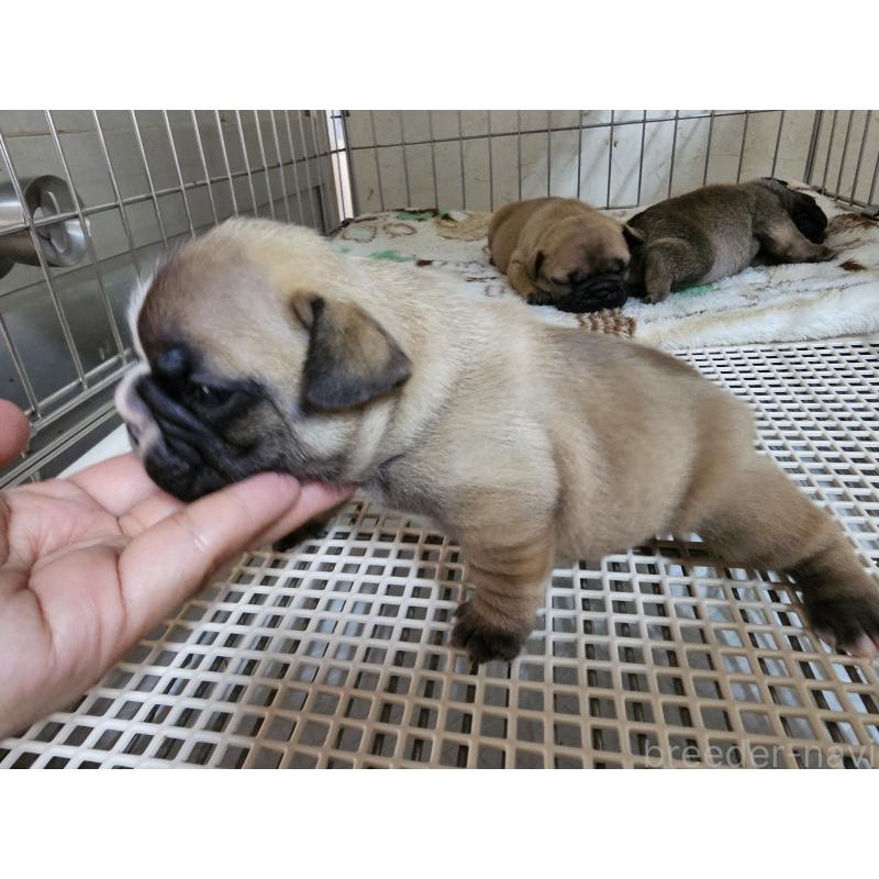 成約済の愛知県のフレンチブルドッグ-426846の12枚目