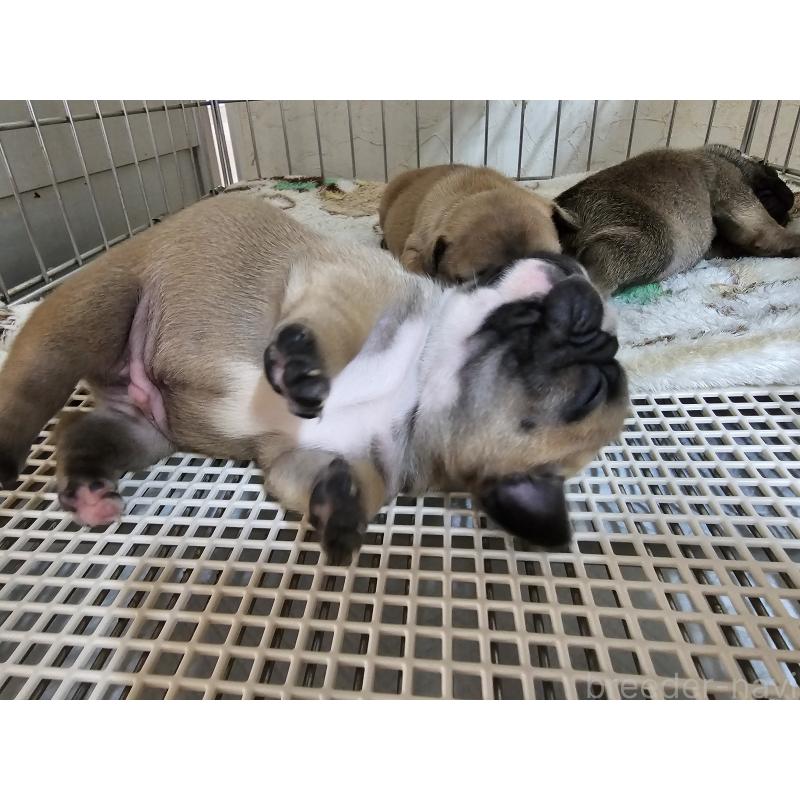 成約済の愛知県のフレンチブルドッグ-426846の10枚目