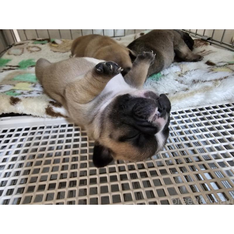 成約済の愛知県のフレンチブルドッグ-426846の9枚目