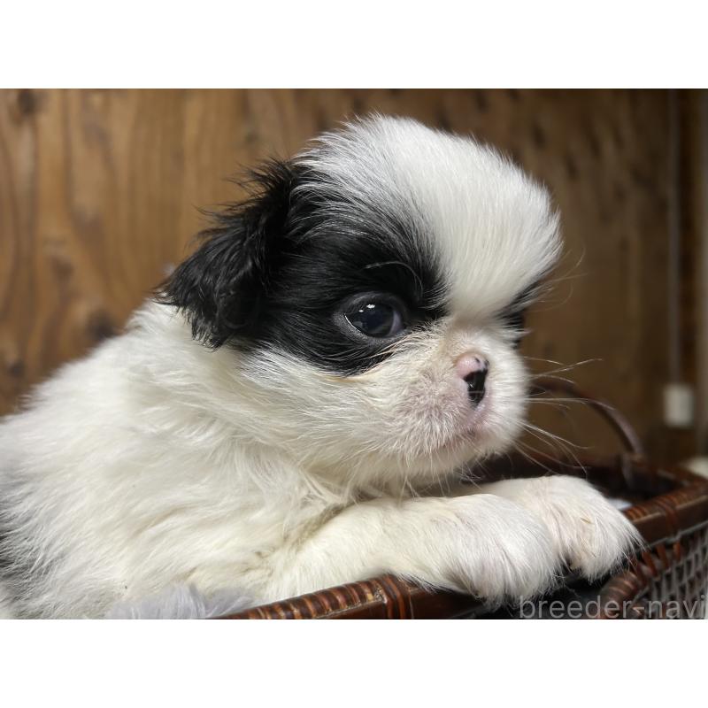 販売中の静岡県の狆 (チン)-424017