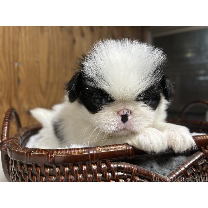 成約済の静岡県の狆 (チン)-424017の7枚目