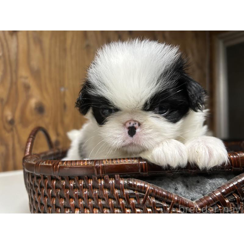 成約済の静岡県の狆 (チン)-424017の6枚目