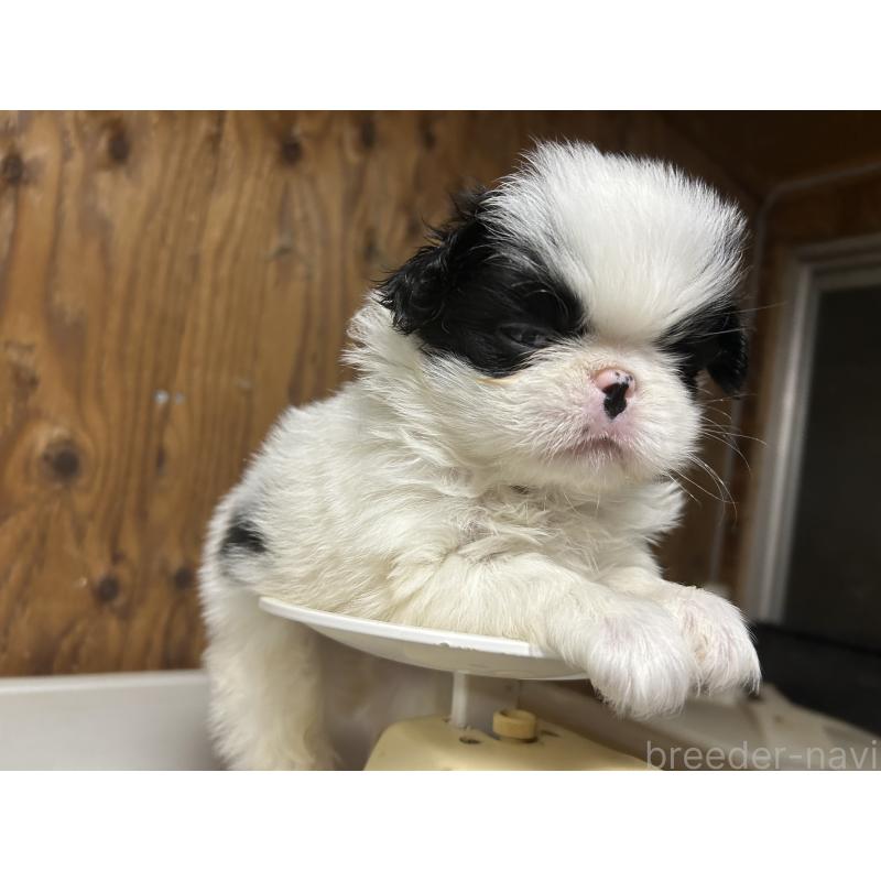 成約済の静岡県の狆 (チン)-424017の5枚目