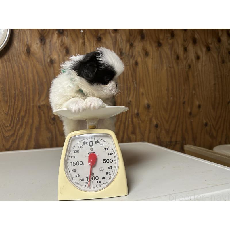 成約済の静岡県の狆 (チン)-424017の4枚目