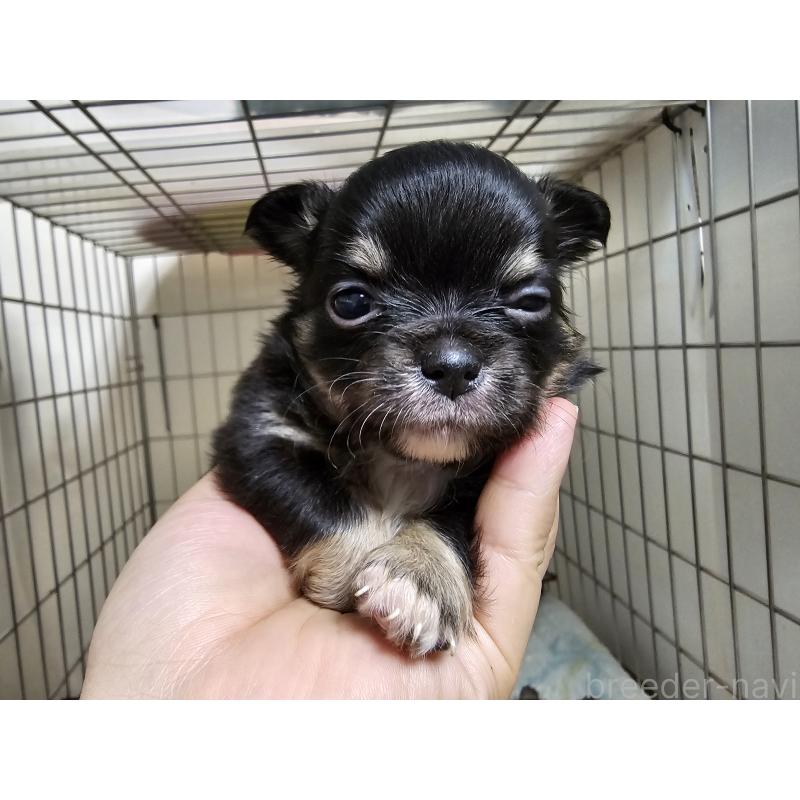 成約済の愛知県のチワワ(ロングコート)-426849の6枚目