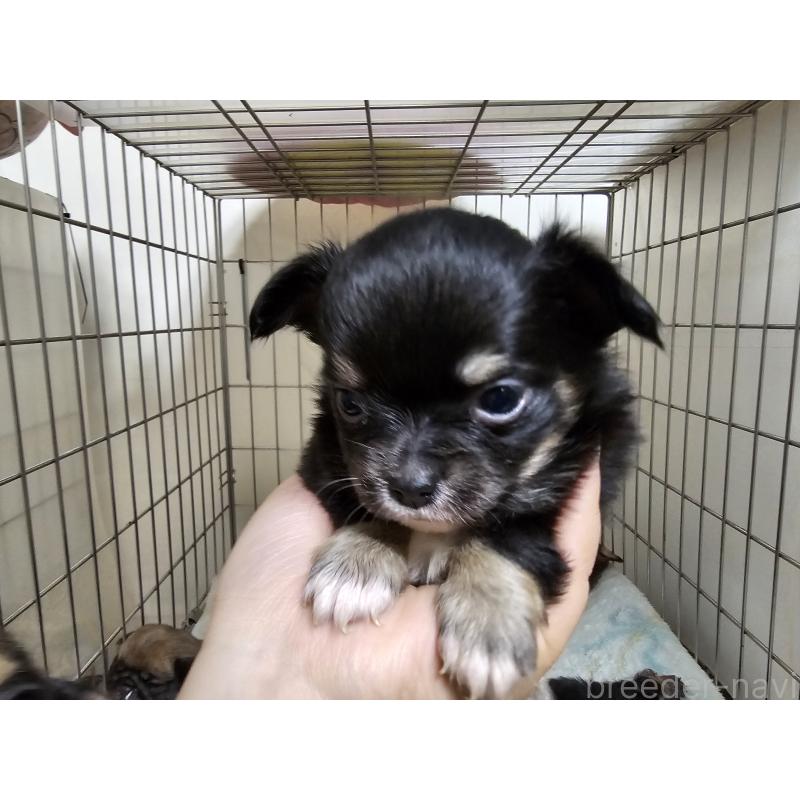 成約済の愛知県のチワワ(ロングコート)-426849の4枚目