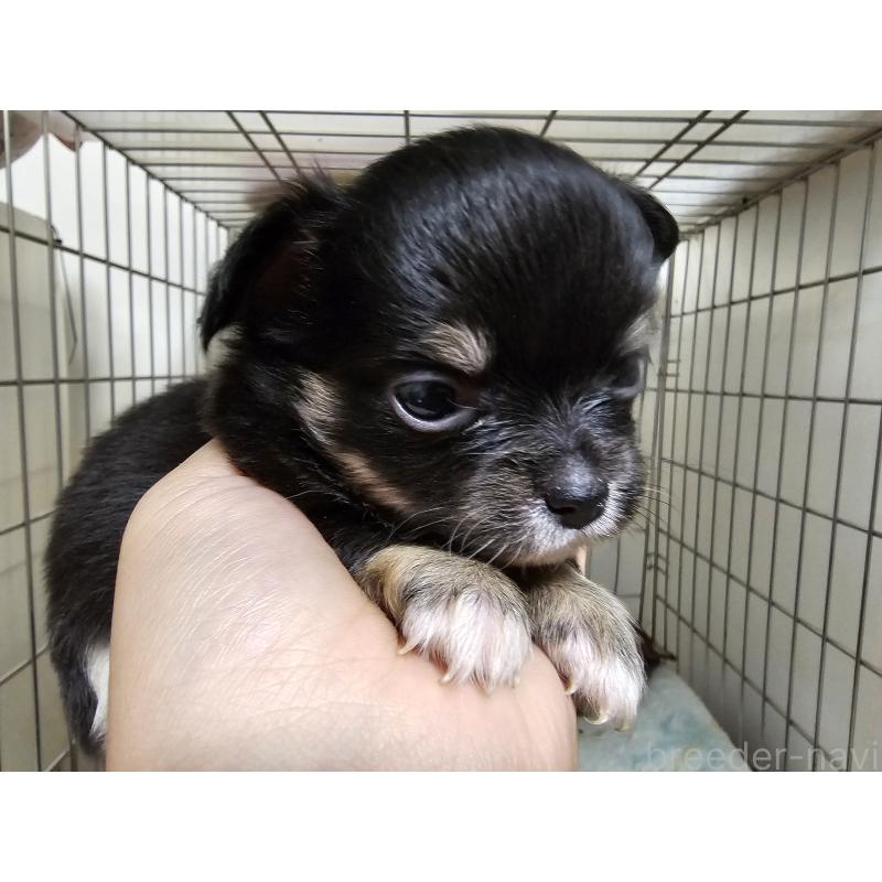 成約済の愛知県のチワワ(ロングコート)-426849の3枚目