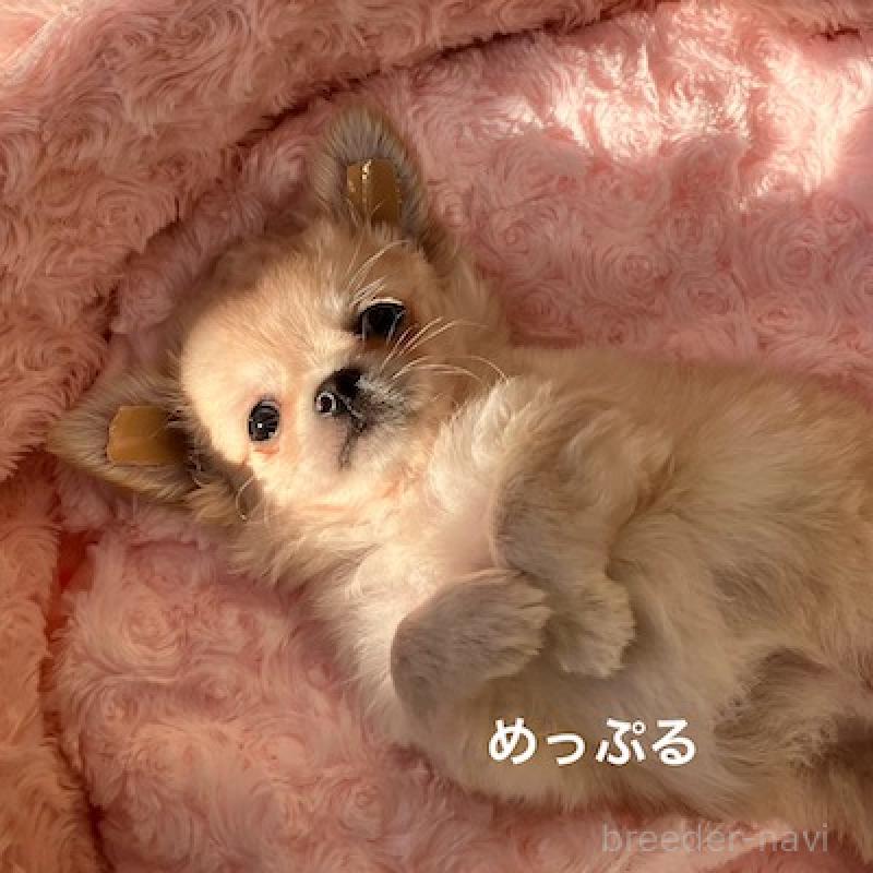 販売中の群馬県のチワワ(ロングコート)-426848