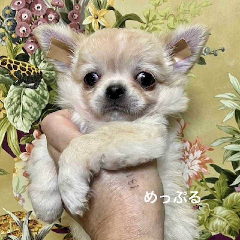 販売中の群馬県のチワワ(ロングコート)-426848の5枚目