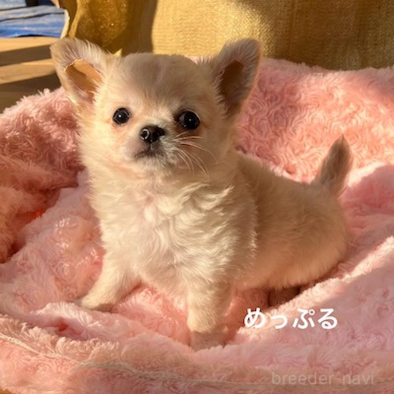 販売中の群馬県のチワワ(ロングコート)-426848の4枚目