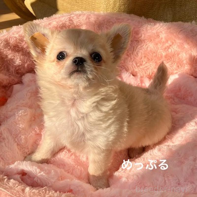 販売中の群馬県のチワワ(ロングコート)-426848の3枚目