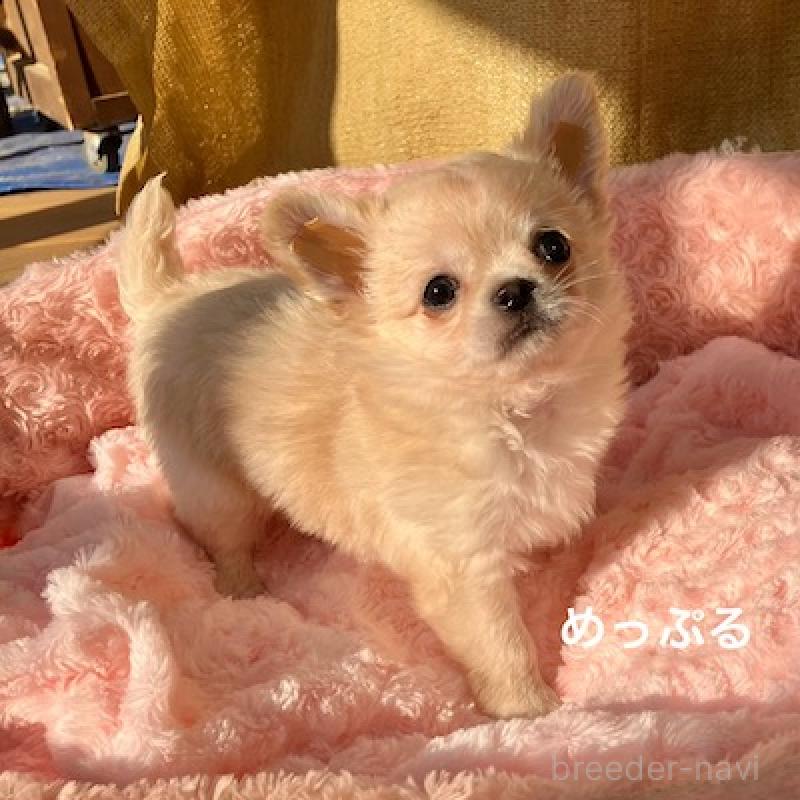 販売中の群馬県のチワワ(ロングコート)-426848の2枚目